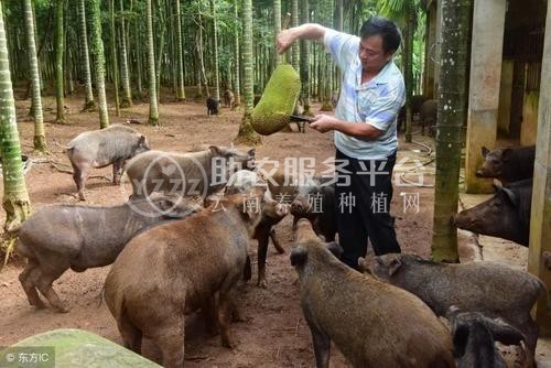 昆明野猪养殖基地供应量8万头图7