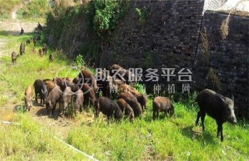 昆明野猪养殖基地供应量8万头图3