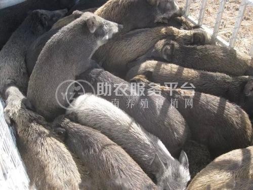 昆明野猪养殖基地供应量8万头图4