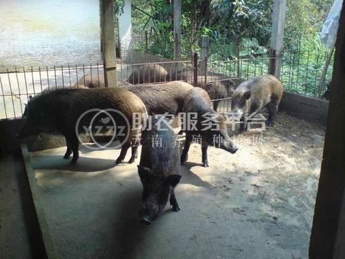 昆明野猪养殖基地供应量8万头图5