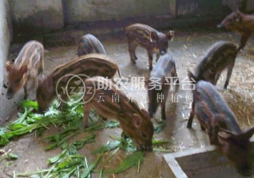 昆明野猪养殖基地供应量8万头图6