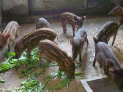 昆明野猪养殖基地供应量8万头图6