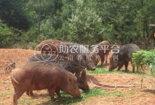 昆明野猪养殖基地供应量8万头图2