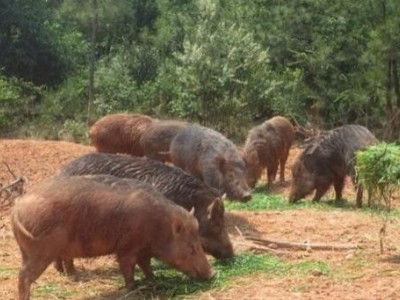昆明野猪养殖基地供应量8万头图2