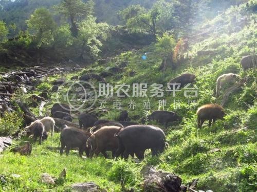 昆明野猪养殖基地供应量8万头图1