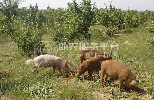 昆明野猪养殖基地供应量8万头图8