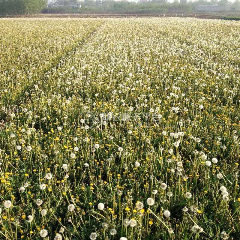 楚雄蒲公英种植基地供应15吨图1