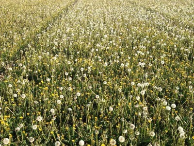 楚雄蒲公英种植基地供应15吨