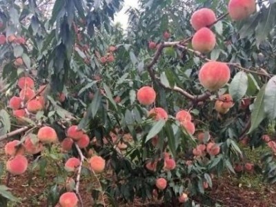 大理弥渡冬桃种植专业合作社供应量10吨图3