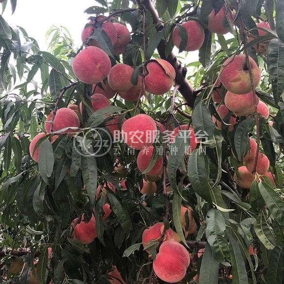 大理弥渡冬桃种植专业合作社供应量10吨图4