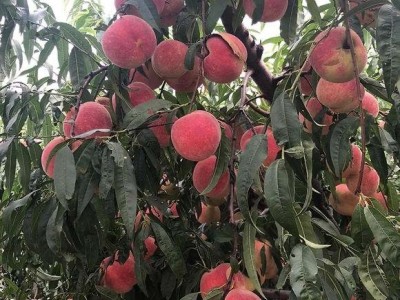 大理弥渡冬桃种植专业合作社供应量10吨图4