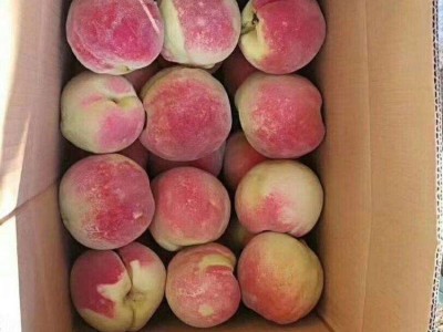 大理弥渡冬桃种植专业合作社供应量10吨图5