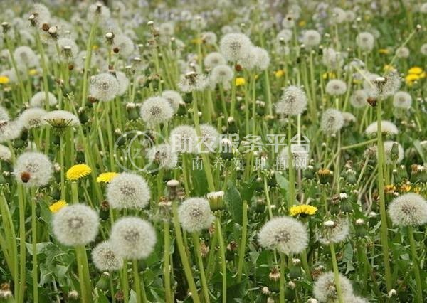 楚雄蒲公英种植基地供应15吨图3