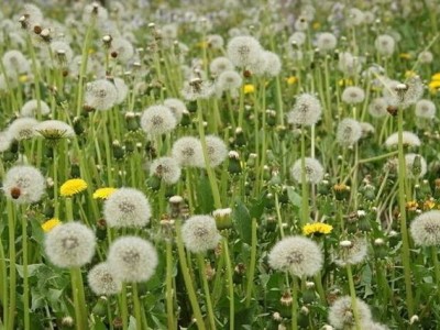 楚雄蒲公英种植基地供应15吨图3