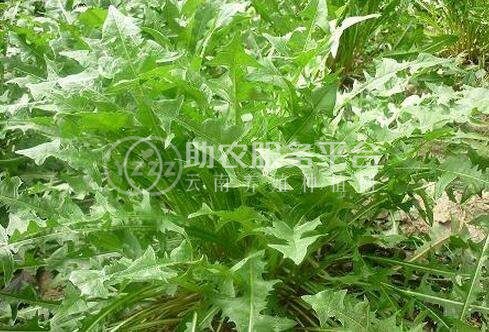 楚雄蒲公英种植基地供应15吨图4