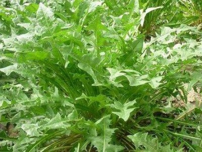 楚雄蒲公英种植基地供应15吨图4
