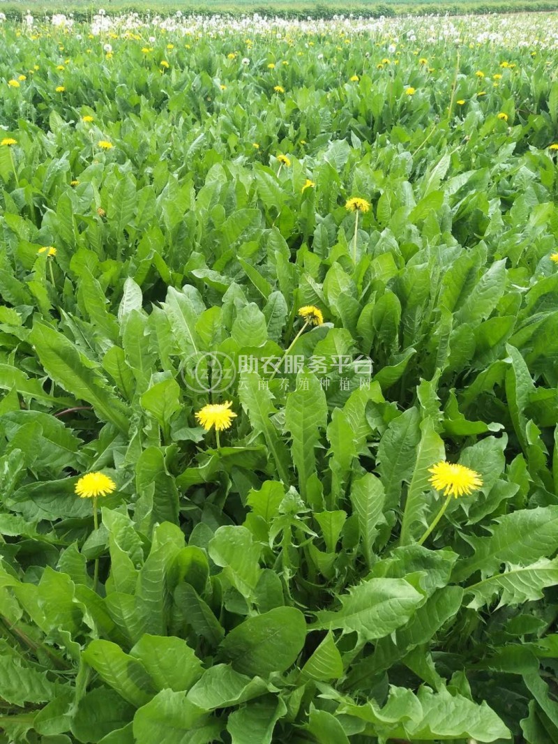 楚雄蒲公英种植基地供应15吨图5
