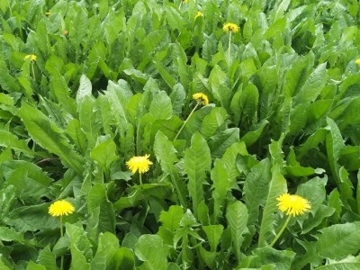 楚雄蒲公英种植基地供应15吨图5