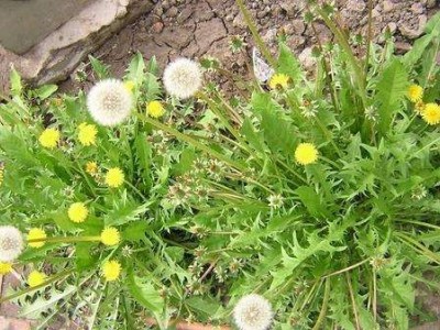 楚雄蒲公英种植基地供应15吨图6