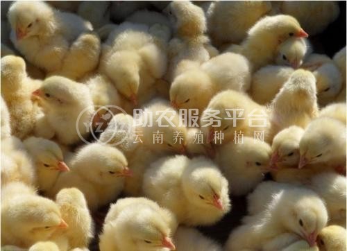 临沧鸡养殖基地供应量8万只图4