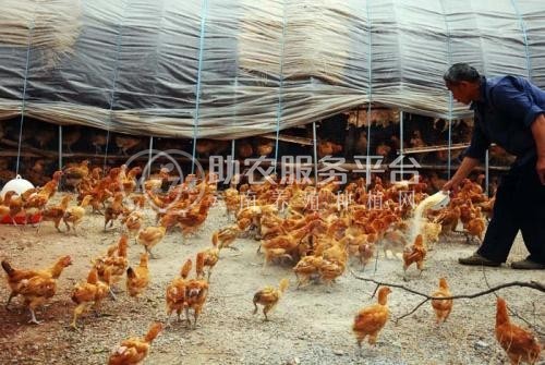 临沧鸡养殖基地供应量8万只图5