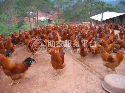 临沧鸡养殖基地供应量8万只图2