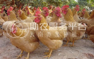 临沧鸡养殖基地供应量8万只图6