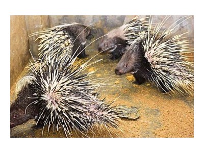 临沧豪猪养殖基地供应量10万头图6