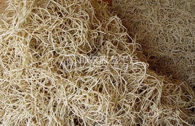 楚雄鱼腥草种植基地供应20吨图1