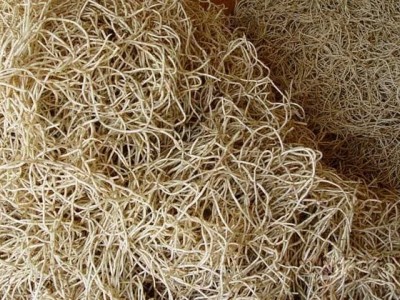 楚雄鱼腥草种植基地供应20吨