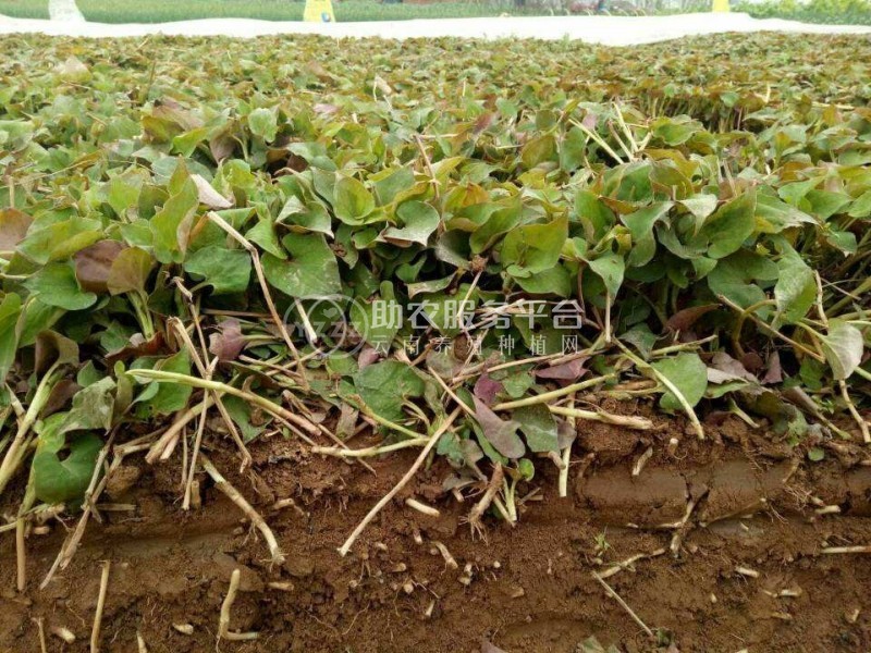 楚雄鱼腥草种植基地供应20吨图3