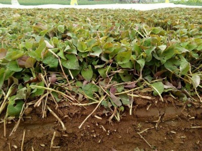 楚雄鱼腥草种植基地供应20吨图3
