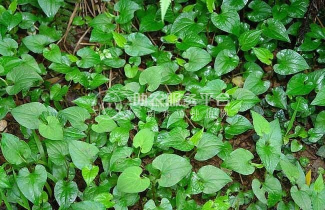 楚雄鱼腥草种植基地供应20吨图4