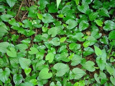 楚雄鱼腥草种植基地供应20吨图4