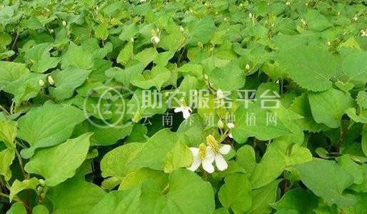 楚雄鱼腥草种植基地供应20吨图5