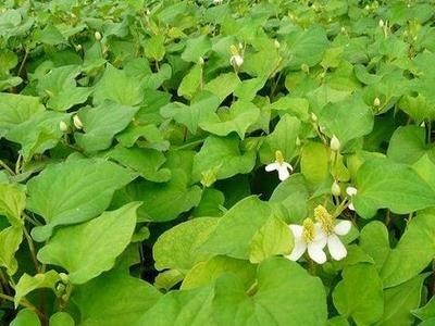 曲靖陆良召夸米 番茄种植基地  供应量11吨