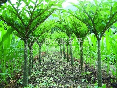 大理弥渡一飞魔芋种植合作社供应量50吨图1