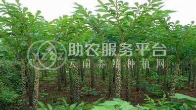 大理弥渡一飞魔芋种植合作社供应量50吨图2