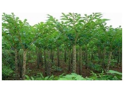 大理弥渡一飞魔芋种植合作社供应量50吨图2