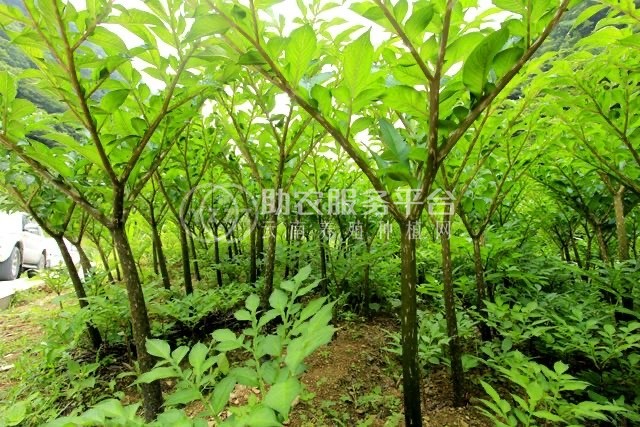 大理弥渡一飞魔芋种植合作社供应量50吨图3