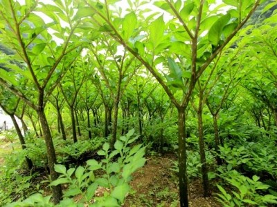 大理弥渡一飞魔芋种植合作社供应量50吨图3