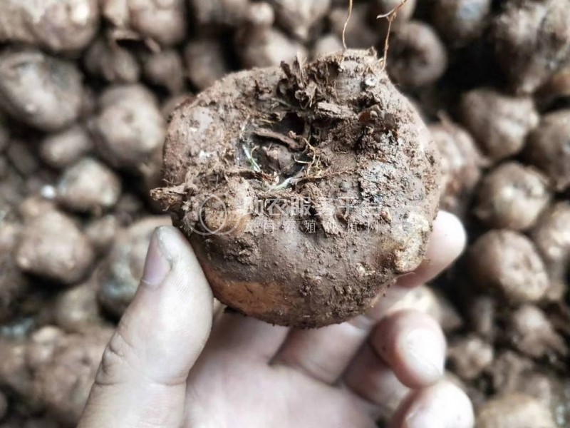 大理弥渡一飞魔芋种植合作社供应量50吨图4