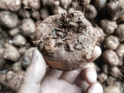 大理弥渡一飞魔芋种植合作社供应量50吨图4