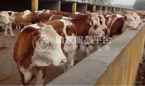 临沧黄牛养殖基地供应量9万头图6