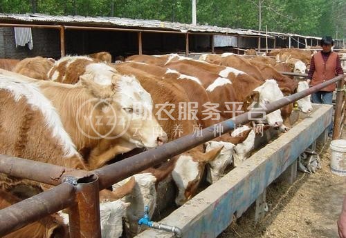 临沧黄牛养殖基地供应量9万头图5