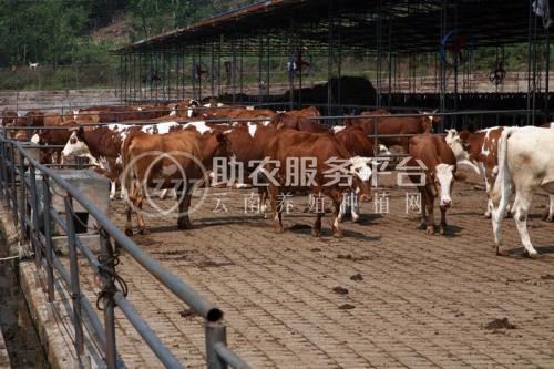 临沧黄牛养殖基地供应量9万头图7
