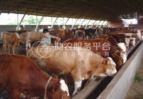 临沧黄牛养殖基地供应量9万头图8