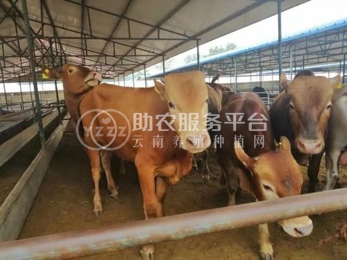 临沧黄牛养殖基地供应量9万头图1