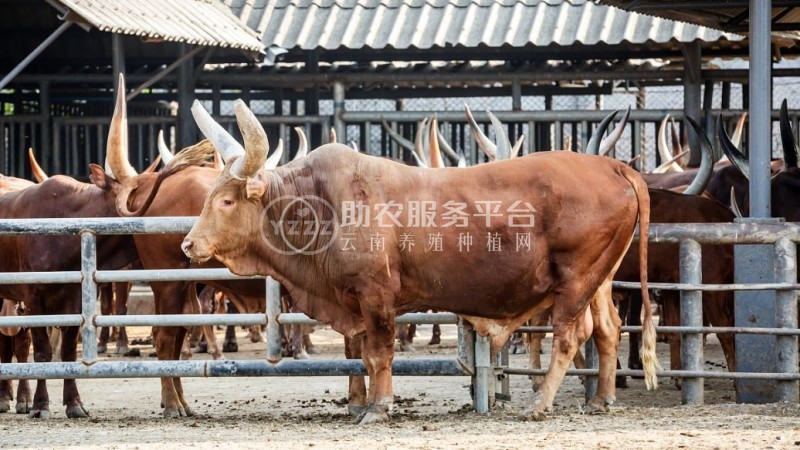临沧黄牛养殖基地供应量9万头图3
