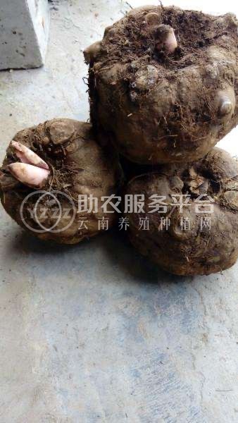 大理弥渡一飞魔芋种植合作社供应量50吨图5